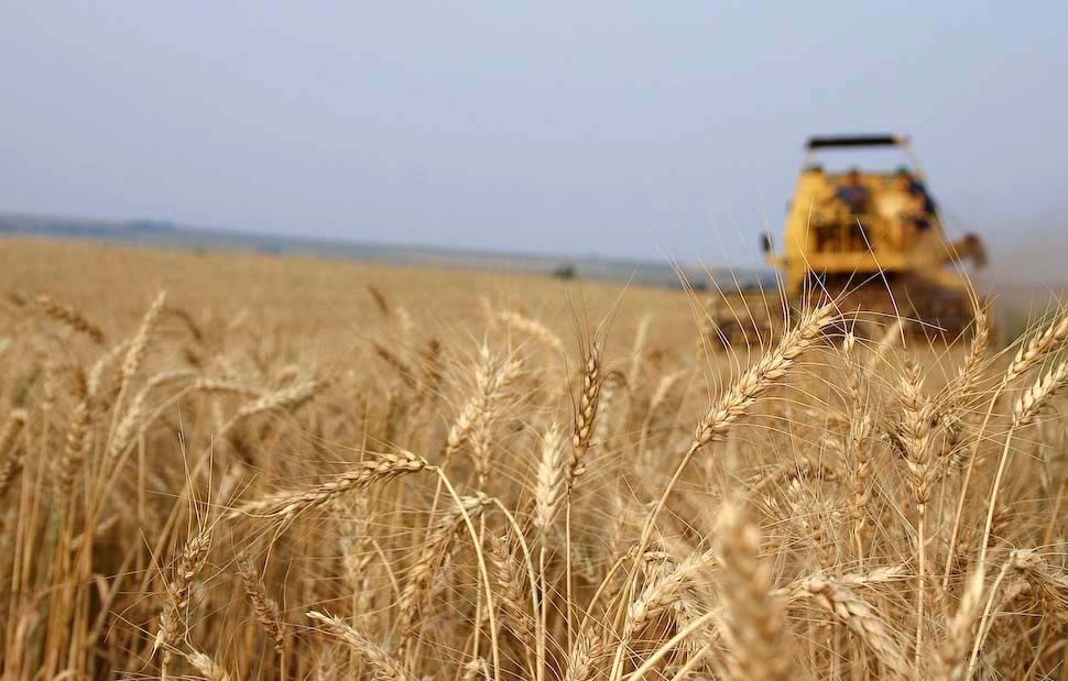 Sistemas integrados do Centro-Oeste são beneficiados pelo cultivo de trigo