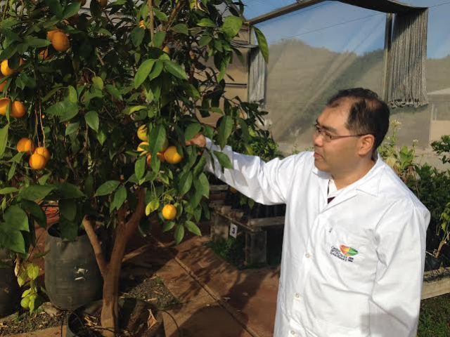 Marco Aurélio Takita, do Instituto Agronômico de Campinas, que também participou do sequenciamento do genoma citros