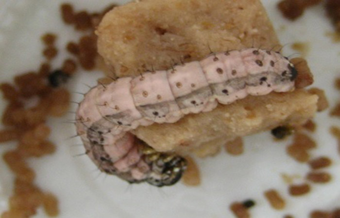 Embrapa recomenda o controle biológico da lagarta-do-cartucho em milho