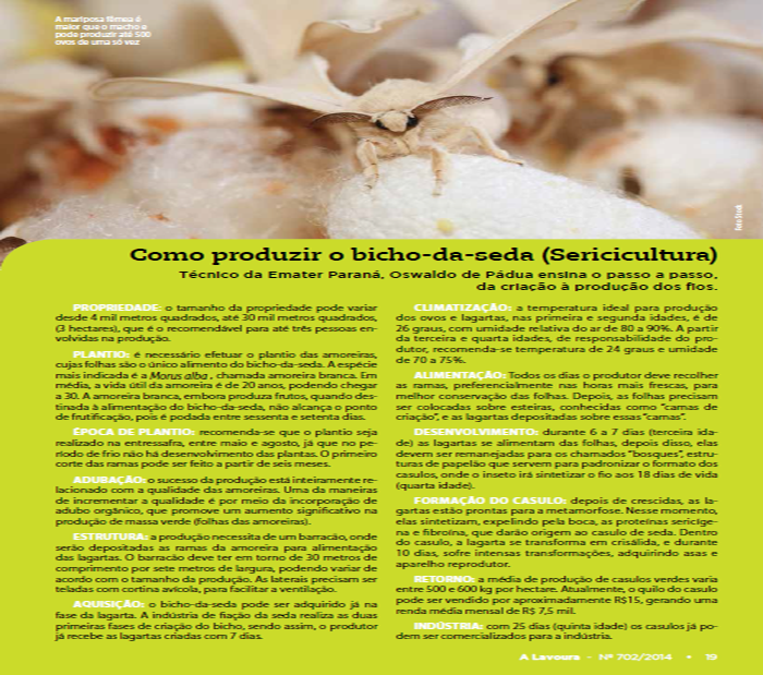 Sericicultura: como produzir o bicho-da-seda