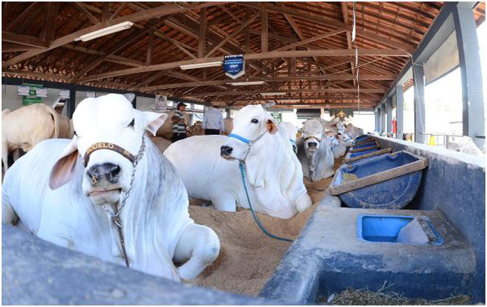 ExpoZebu 2018 comemora 80 anos do registro genealógico de Zebu no Brasil