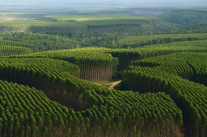 Receita das exportações do setor de árvores plantadas cresce 39%