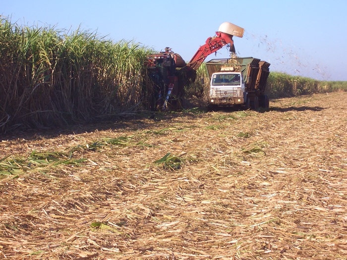 Versatilidade da cana-de-açúcar contribui para a sustentabilidade do setor