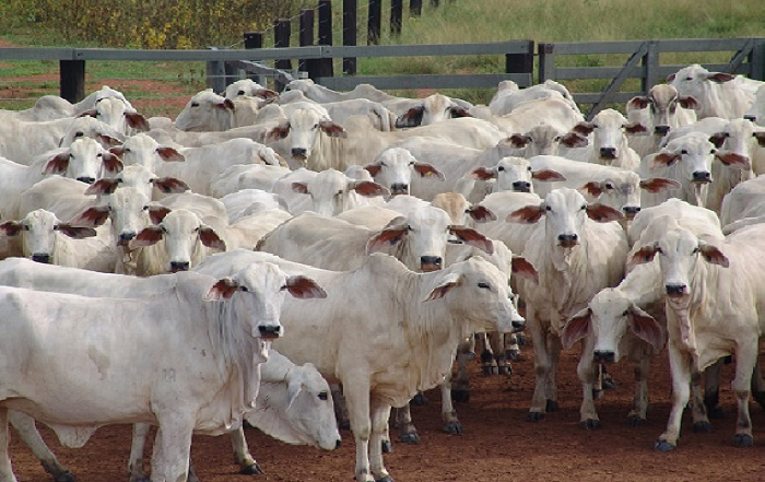 Genética bovina brasileira mantém expansão internacional