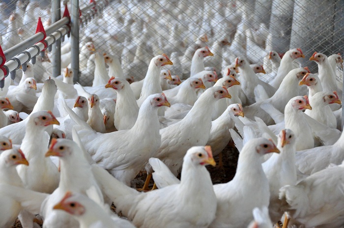 Embargo às importações de frango pela UE preocupa setor
