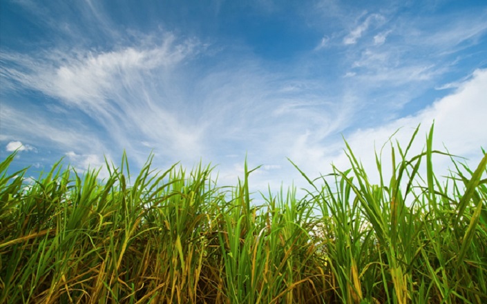 Outono frio e seco impacta a produção de cana-de-açúcar