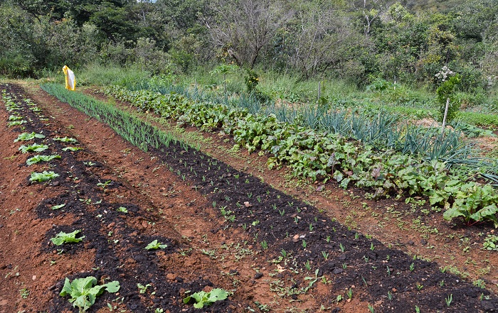 Produtores de orgânicos precisam melhorar sua relação com os consumidores, afirma especialista