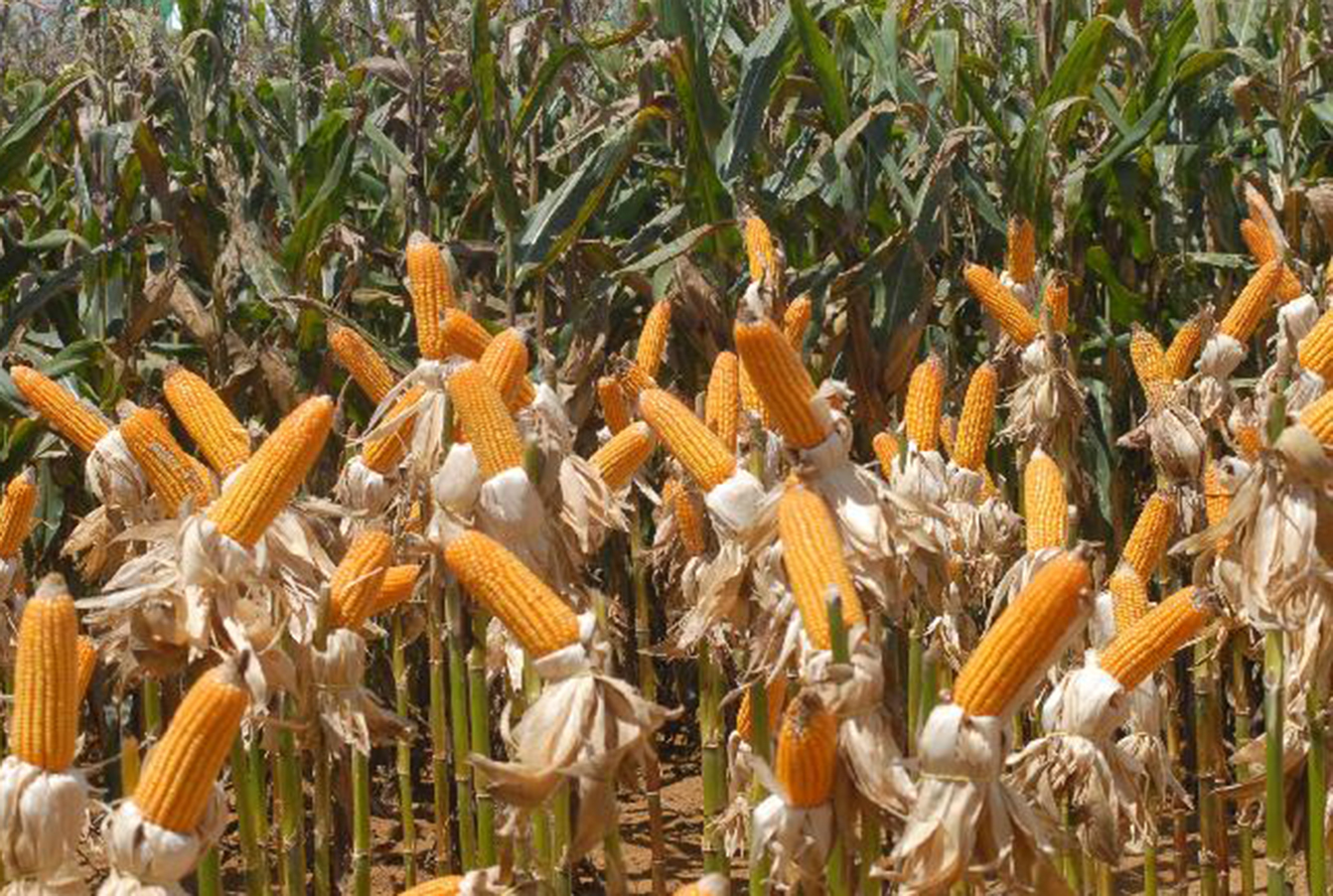 Congresso de milho e sorgo debate avanços nas cadeias produtivas dos dois cereais
