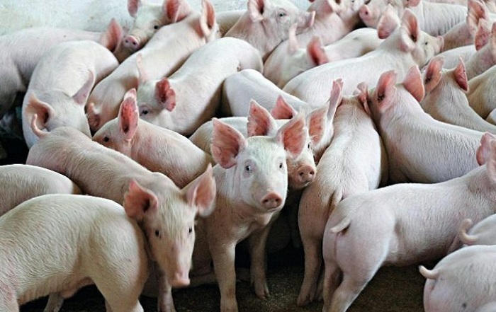 Autoridades em alerta para evitar entrada de peste suína africana no Brasil