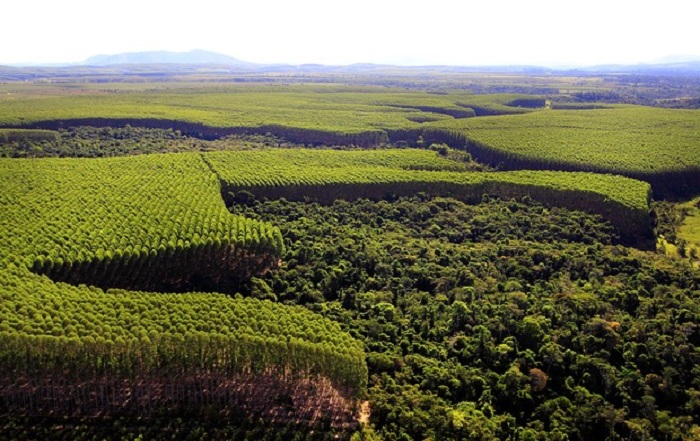 Florestas plantadas:  plano para os próximos dez está em discussão