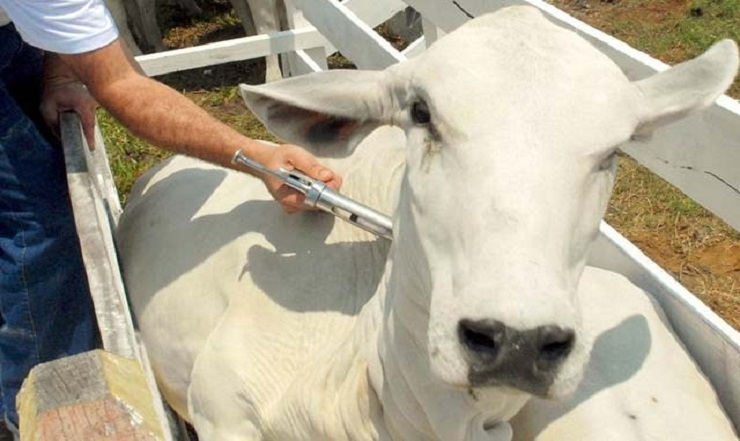 Paraná obtém conquista contra febre aftosa