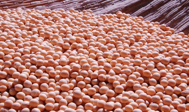 Brasil tem oportunidade de atender demanda mundial de soja, que dobrará até 2050