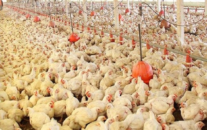 Cenário preocupante para criadores de frango
