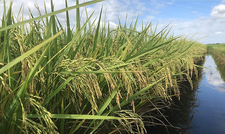 Cultivar de arroz promete menos irrigação e fungicidas