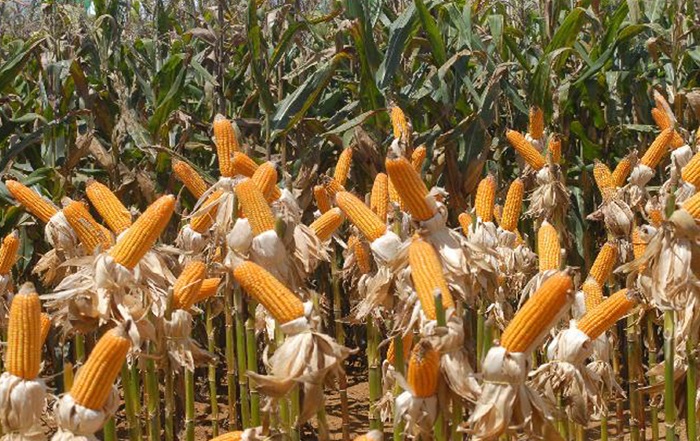 Estimativas apontam para ‘espetáculo’ da safrinha de milho