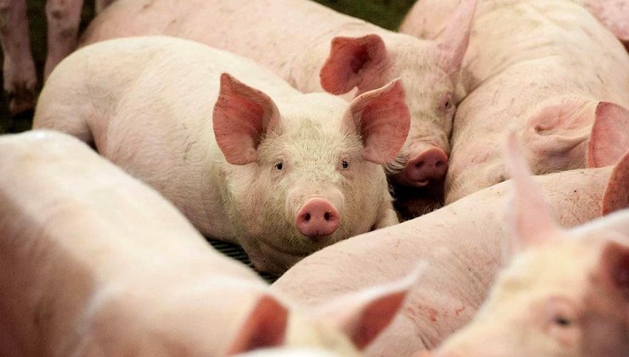 SNA analisa efeitos da peste suína nas exportações brasileiras para a China