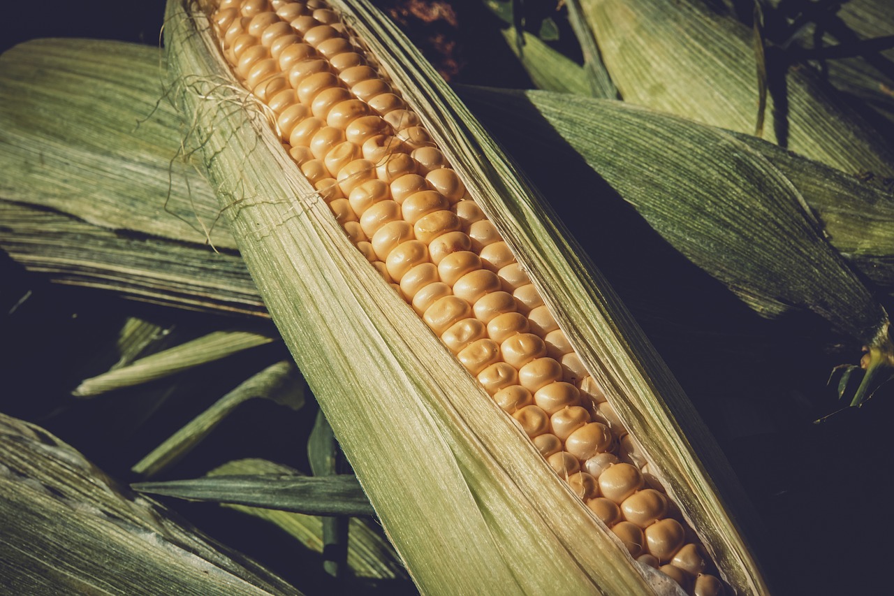 Exportações brasileiras de milho saltam na colheita antecipada, safra abundante, preços competitivos
