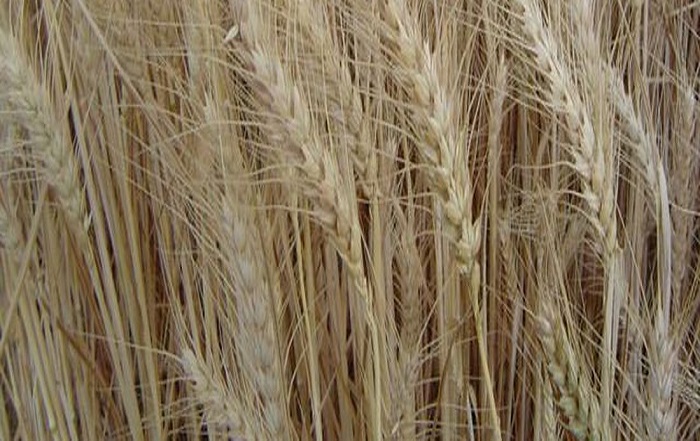Mato Grosso quer incentivar plantio de trigo irrigado no estado