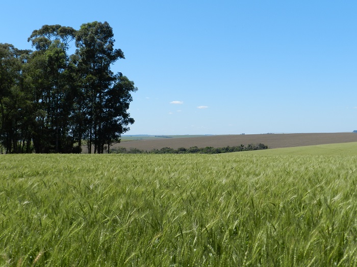 Alteração no regime de chuvas quebra safra de trigo no Paraná e Rio Grande do Sul pode ser o maior produtor