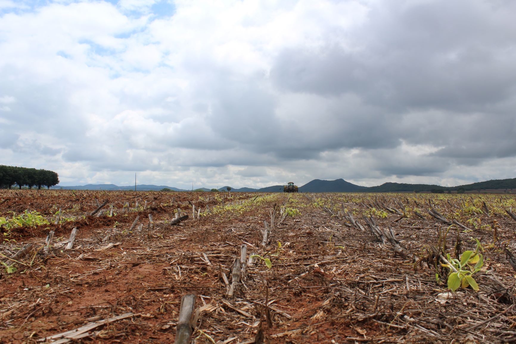 Plantio de soja avança em muitas áreas do país, mas Paraná ainda preocupa