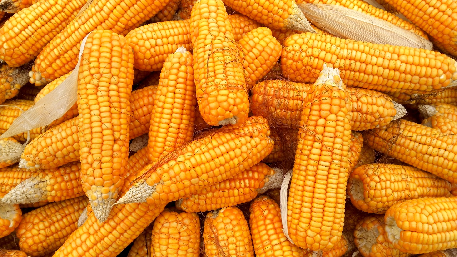 Brasil exporta 40 milhões de toneladas de milho e atinge novo recorde