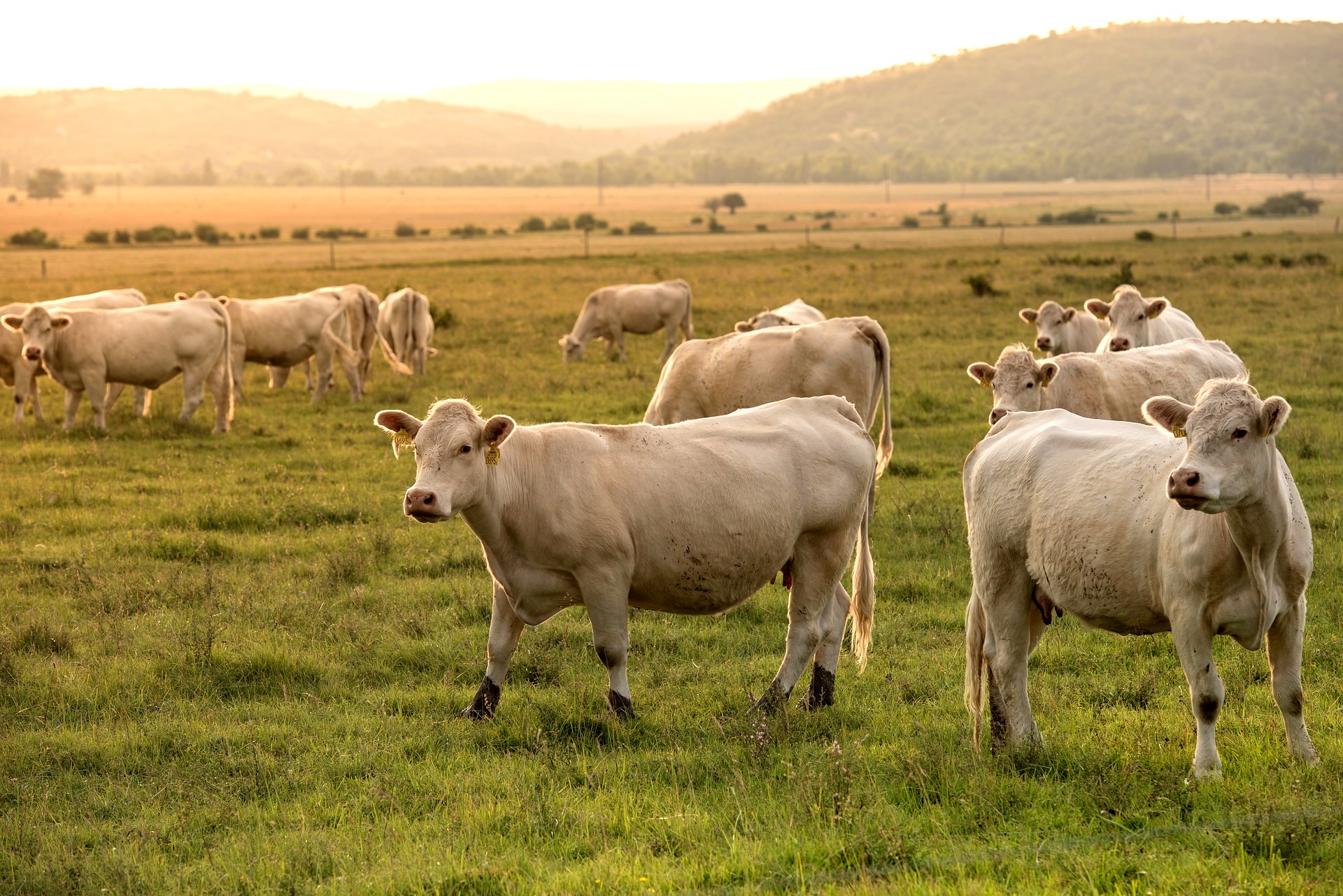 CNA estima aumento de 7,20% no VBP da pecuária em 2019