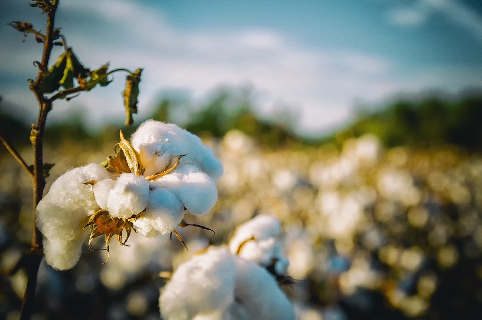 Janela para plantio de algodão começa com boas expectativas