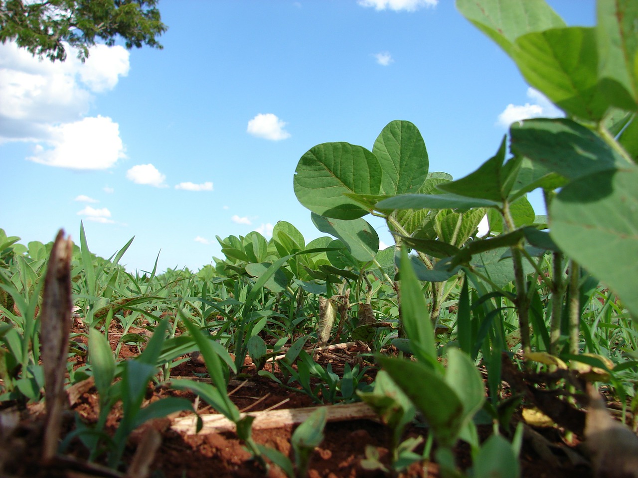 Clima preocupa produtores de soja no Paraná e governo prorroga prazo do plantio