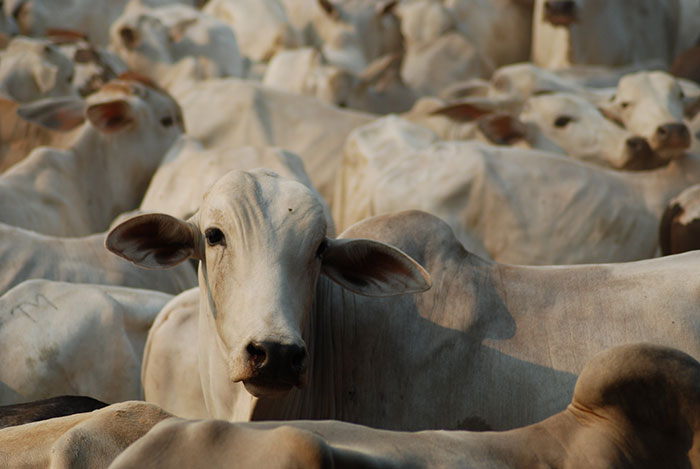 Valor da Produção Agropecuária (VBP) de 2019 atinge recorde de R$ 630,9 bilhões