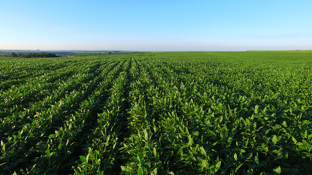 Mapa divulga Balanço de Financiamento Agropecuário da Safra 2019/2020