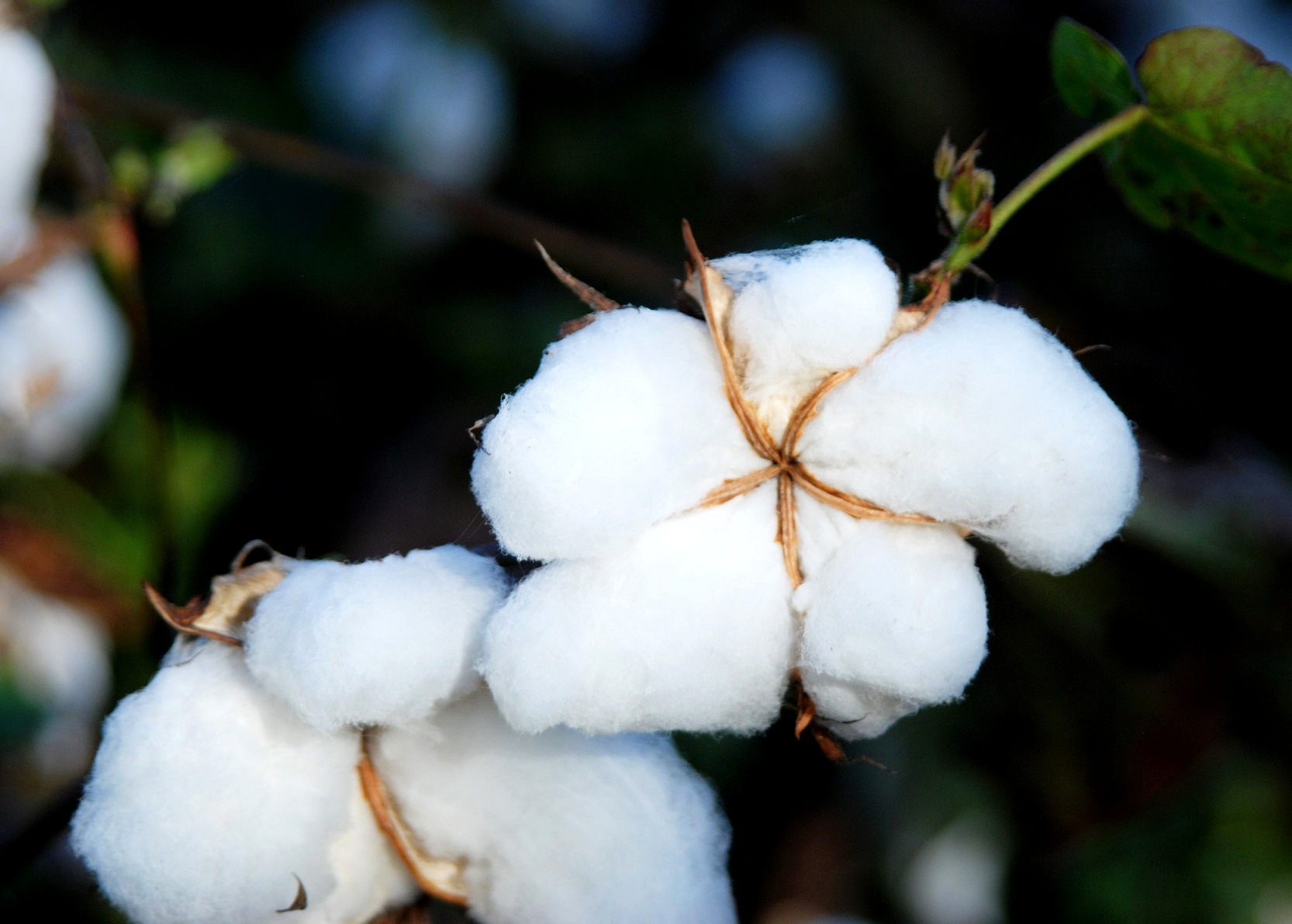 Exportações de algodão da safra atual devem superar dois milhões de toneladas
