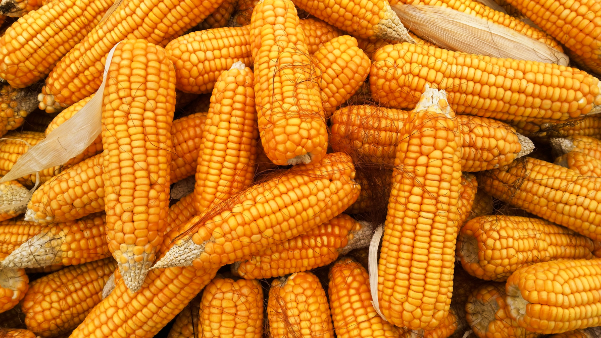 Farelo proteico impulsiona crescimento da indústria de etanol de milho no Brasil