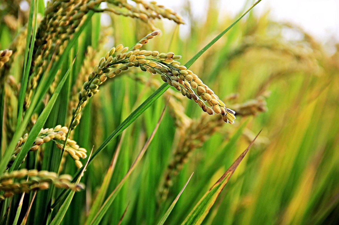 Agropecuária foi o único setor com desempenho positivo no primeiro trimestre