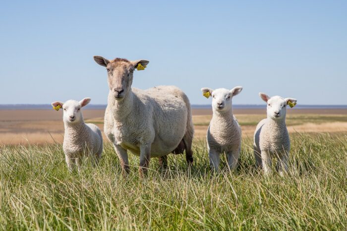 IPEA eleva estimativa de aumento do PIB agropecuário do Brasil para 1,90% este ano