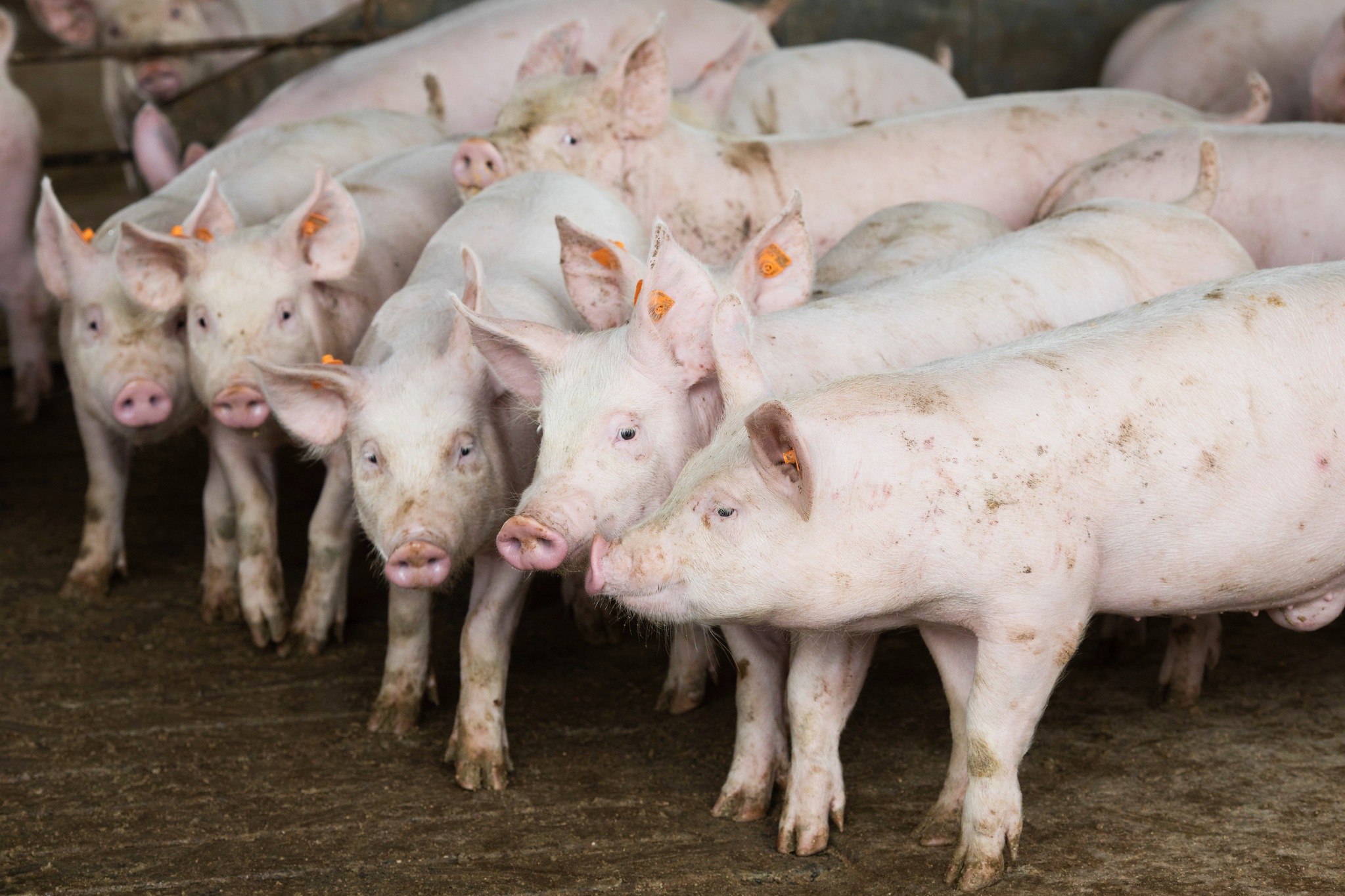 Exportações de carne suína crescem 25,3% no primeiro quadrimestre de 2021