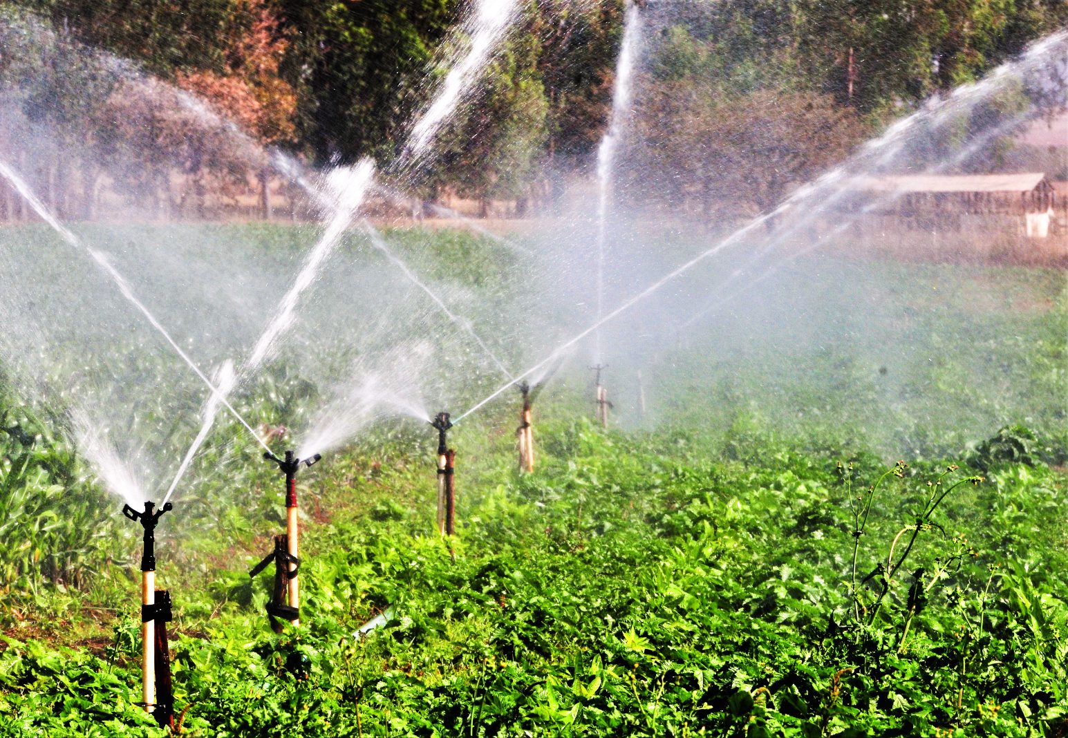Crédito para a agricultura irrigada estimula o desenvolvimento sustentável no Nordeste