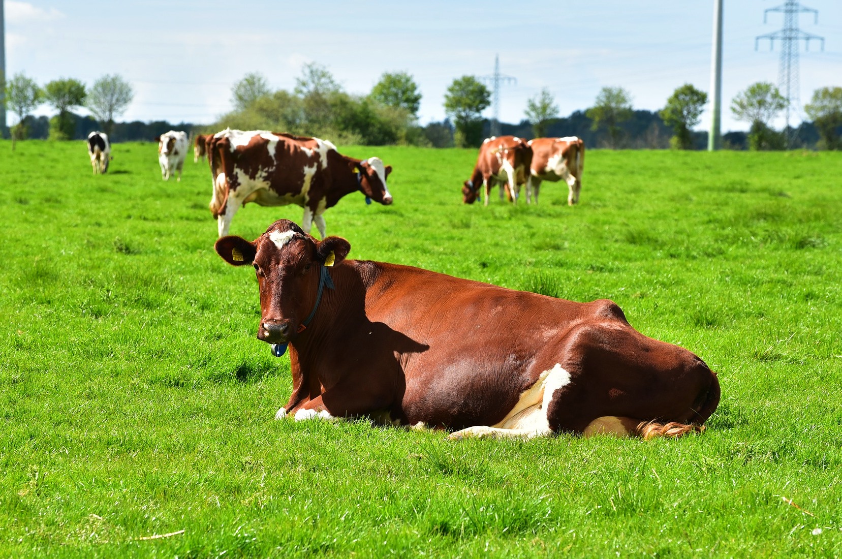 CNA debate agregação de valor na pecuária leiteira
