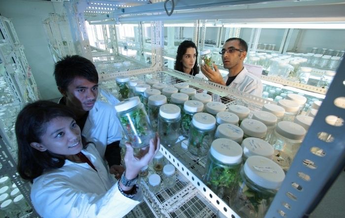Brasil abre caminho para tecnologia herbicida com edição genética CRISPR