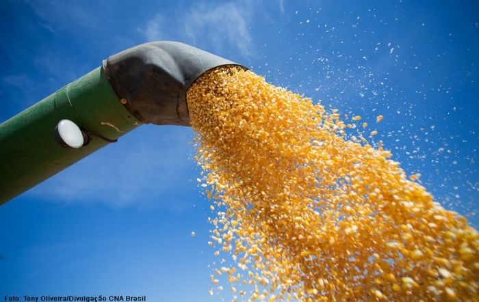 Exportações de milho desaceleram na 2ª semana de janeiro e média diária fica abaixo da de janeiro/21