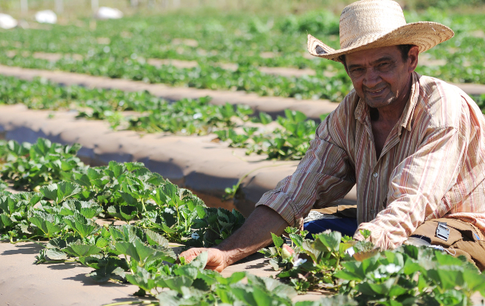 Produtor afetado pelas chuvas terá linha de crédito emergencial e prorrogação das dívidas