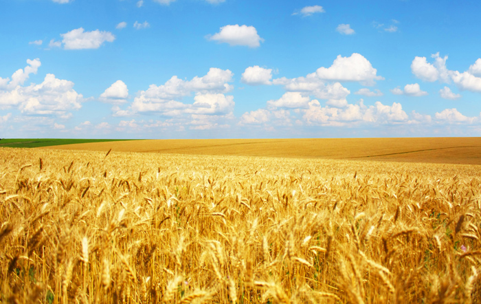 Brasil bate recordes de produção de trigo