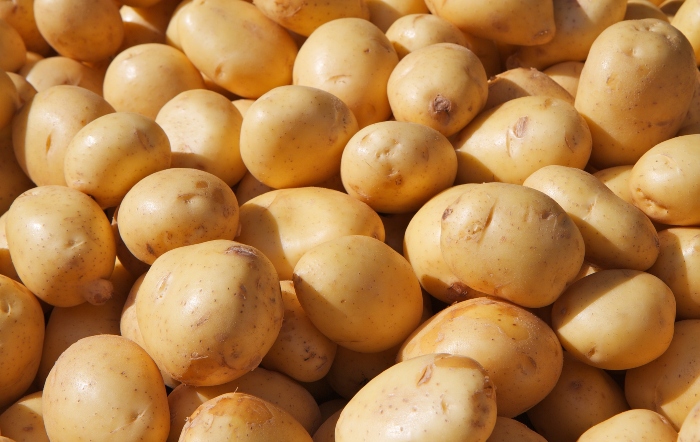 Produção de batatas