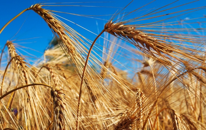 Fava Neves: “Em breve o Brasil irá conquistar a autossuficiência na produção de trigo”