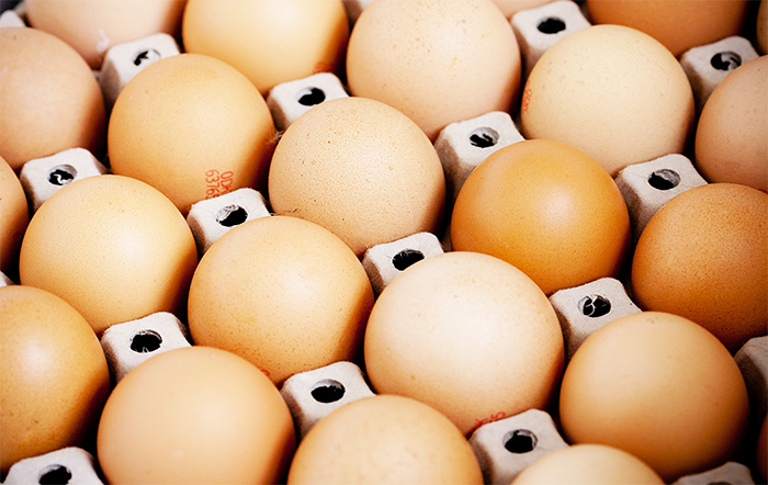 Exportação de ovos e ovoprodutos até a segunda semana de agosto