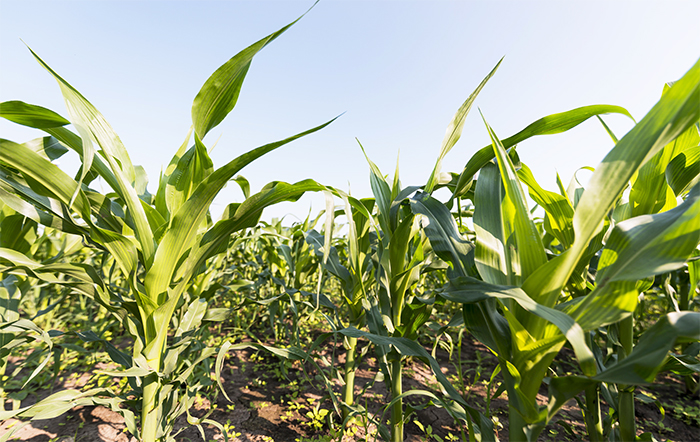 USDA: Condições das lavouras de milho e soja pioram na semana
