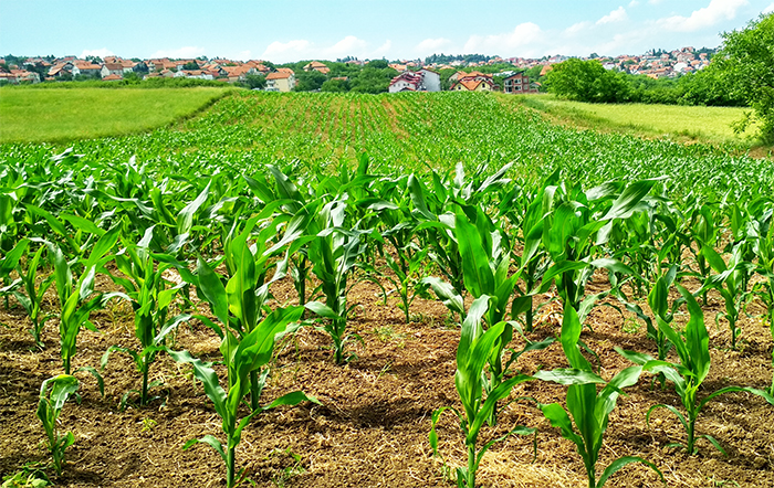 Colheita da Safrinha 2023 atingiu 88%; plantio do milho verão atinge 13%