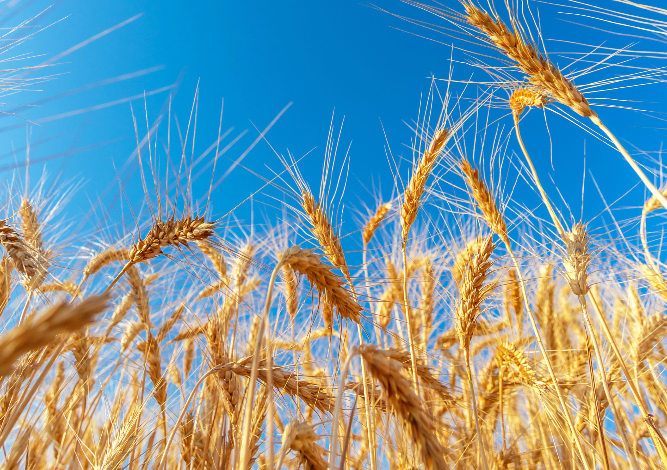 Trigo: Preços do trigo seguem em queda no mercado interno