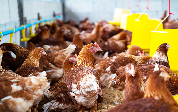 Frango: Média do frango vivo está estável na parcial de outubro