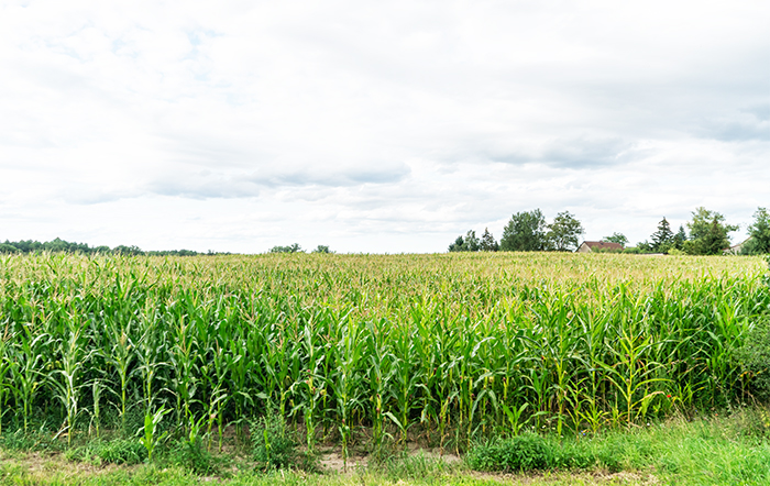 USDA deve reduzir as estimativas de produção da soja e do milho