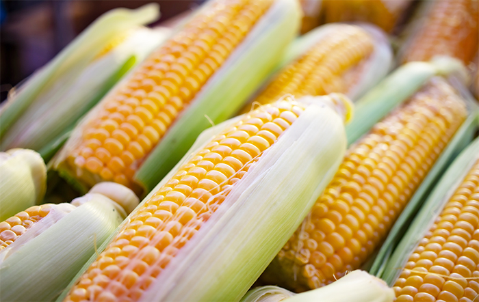 “Grande parte da expansão do etanol virá do milho”, diz diretor da Cerradinho